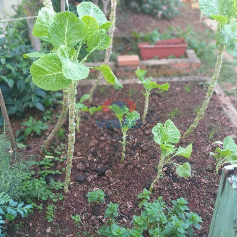 Casa à venda no Vila Brizzola: