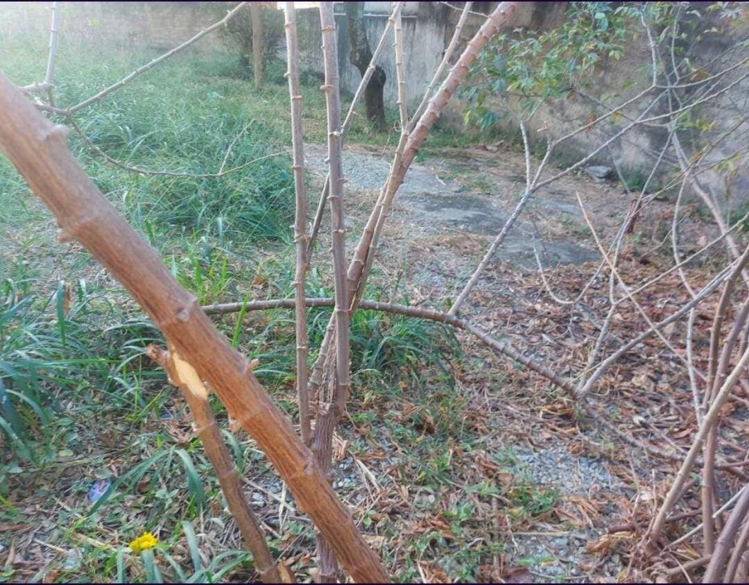 Lotes à venda no Castelo: 