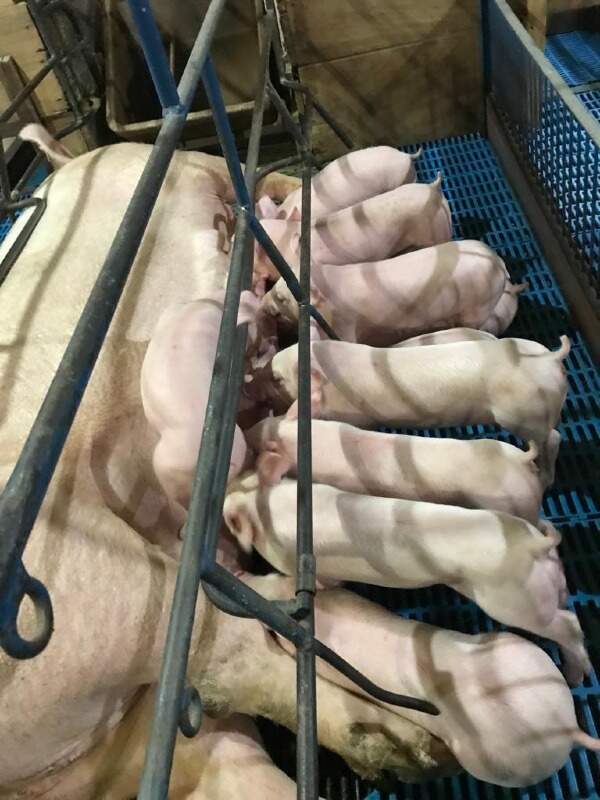 Chácara à venda no distrito novo sarandi: 