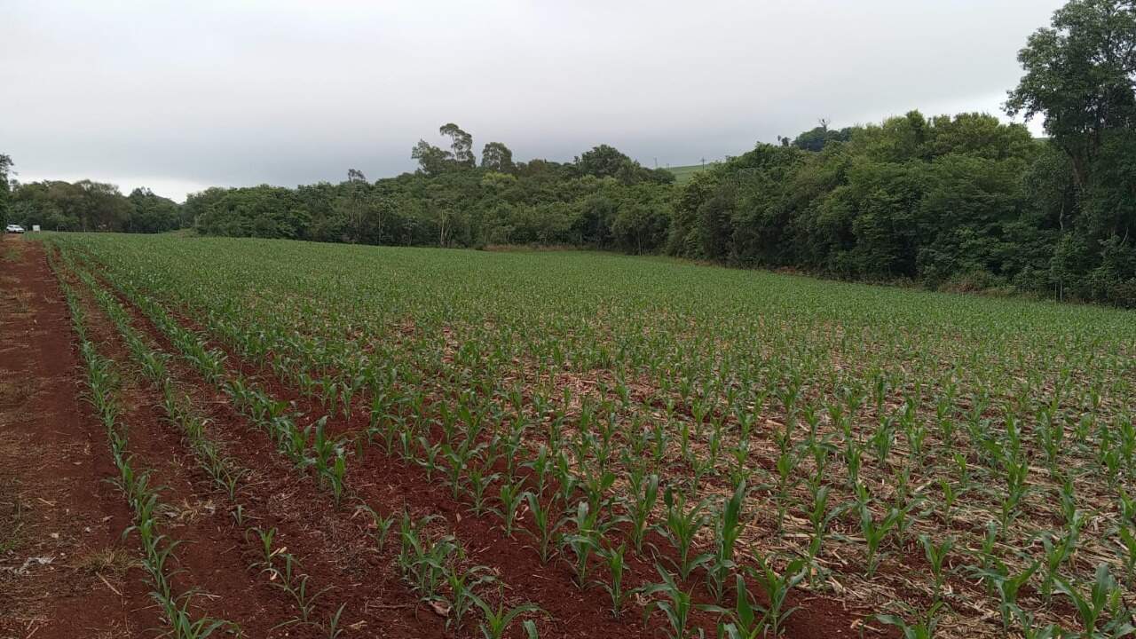 Chácara à venda no Sarandi: 