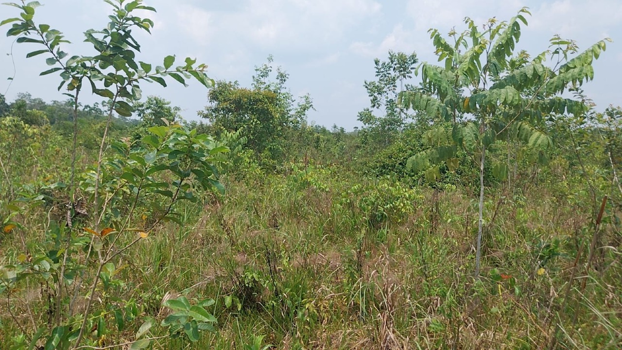 Fazenda à venda no Área Rural de Porto Velho: 